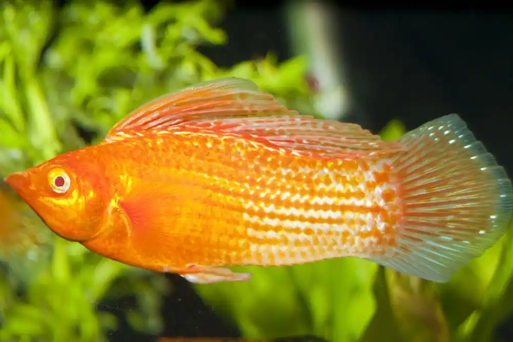 Begrenztes Angebot Segelkärpfling rot (Poecilia velifera var.)